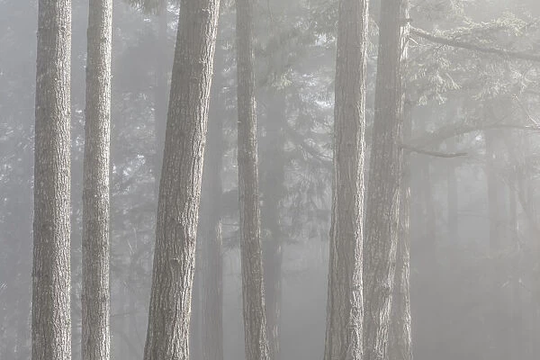 USA, Washington State, Seabeck. Forest fog in Scenic Beach State Park