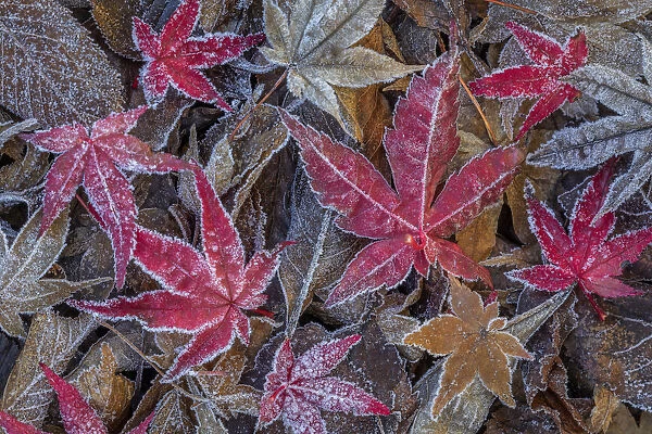 USA, Washington State, Seabeck. Frosty leaves in autumn