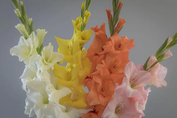 USA, Washington State, Seabeck. Gladiola flowers and stems