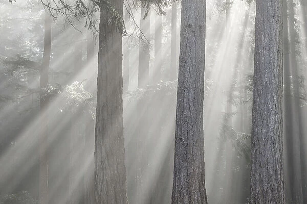 USA, Washington State, Seabeck. God rays and fog in forest