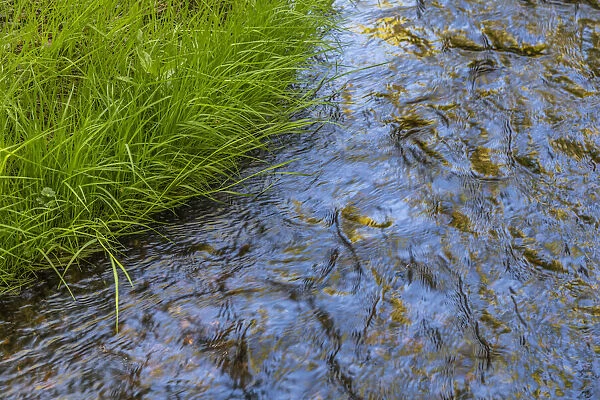 USA, Washington State, Seabeck. Grass alongside stream in Guillemot Cove Nature Preserve