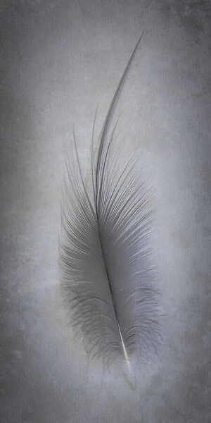 USA, Washington State, Seabeck. Great blue heron feather close-up