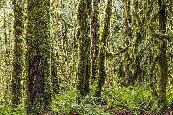 USA, Washington State, Seabeck, Guillemot Cove Nature Preserve. Moss-covered rainforest trees