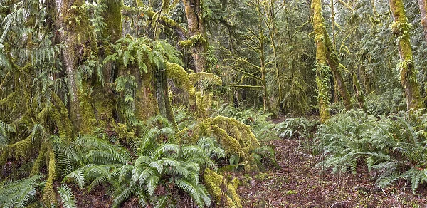 USA, Washington State, Seabeck, Guillemot Cove Nature Preserve. Panoramic of old growth cedar stump