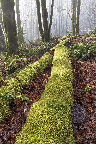 USA, Washington State, Seabeck, Guillemot Cove Nature Preserve. Fallen moss-covered maple tree