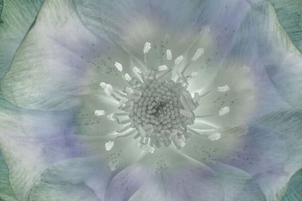 USA, Washington State, Seabeck. Hellebore blossom composite close-up