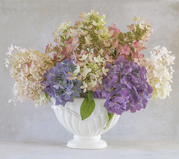 USA, Washington State, Seabeck. Hydrangea flower arrangement in vase