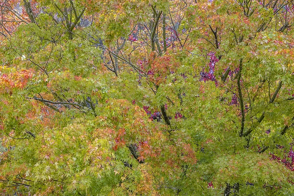 USA, Washington State, Seabeck. Japanese maple tree in autumn