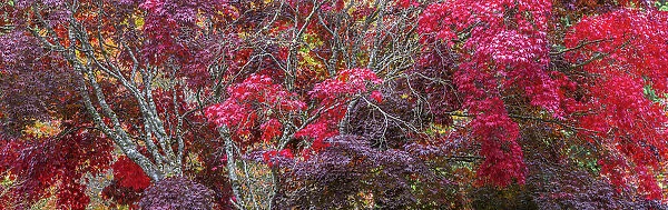 USA, Washington State, Seabeck. Japanese Maple trees, Washington State, Seabeck