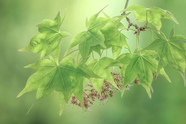 USA, Washington State, Seabeck. Japanese maple foliage in spring