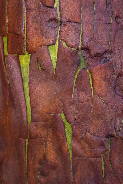 USA, Washington State, Seabeck. Madrone tree bark close-up