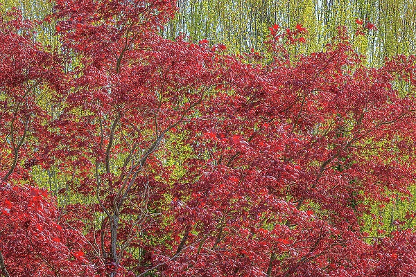 USA, Washington State, Seabeck. Maple tree with red foliage