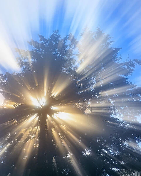 USA, Washington State, Seabeck. Morning sun filtering through tree and fog
