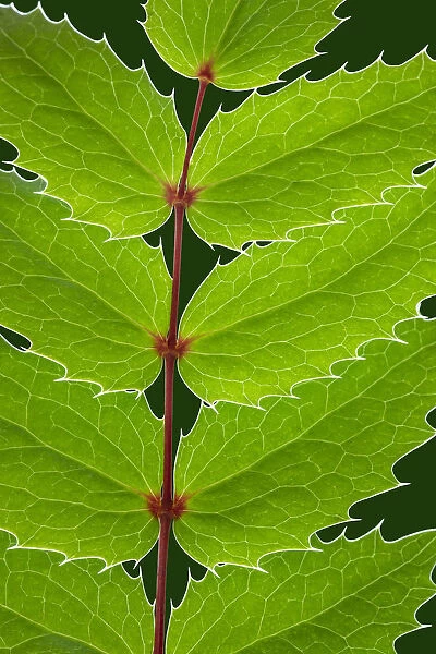 USA, Washington State, Seabeck. Oregon grape leaves close-up