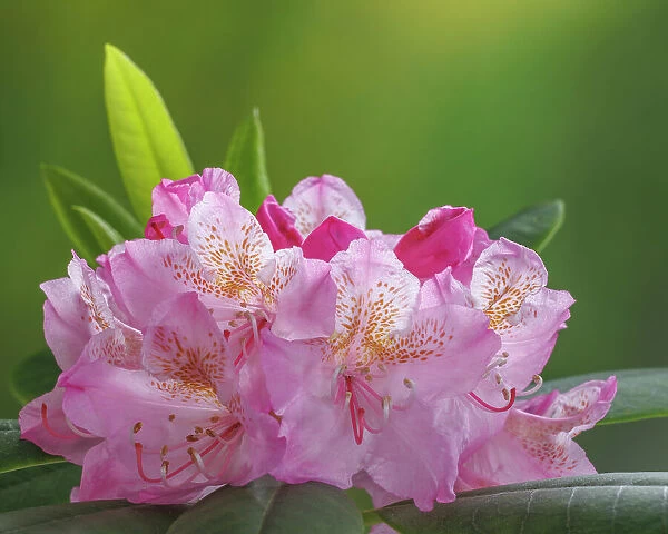 USA, Washington State, Seabeck. Pacific Rhododendron flowers close-up