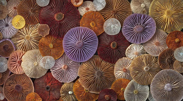 USA, Washington State, Seabeck. Panoramic montage of mushrooms