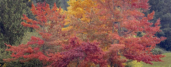 USA, Washington State, Seabeck. Panoramic of oak trees in autumn