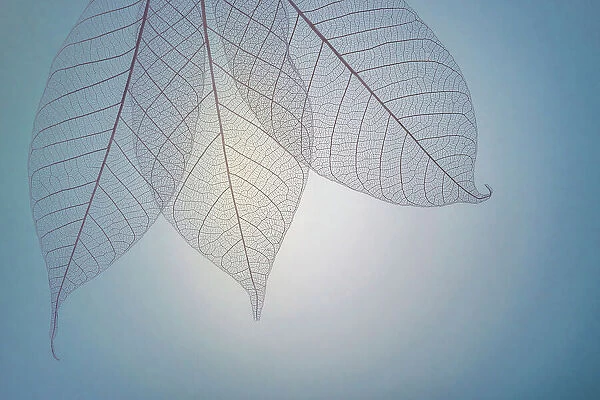 USA, Washington State, Seabeck. Pattern of skeletonized leaves