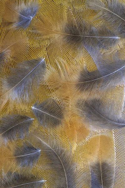 USA, Washington State, Seabeck. Pattern of downy feathers