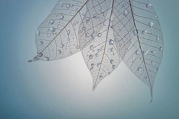 USA, Washington State, Seabeck. Pattern of drops on skeletonized leaves