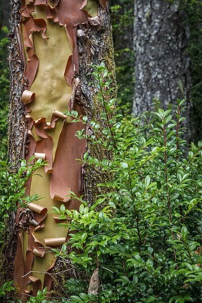 USA, Washington State, Seabeck. Peeling madrone tree bark and bush