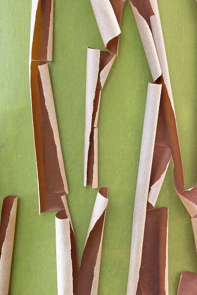 USA, Washington State, Seabeck. Peeling madrone tree bark