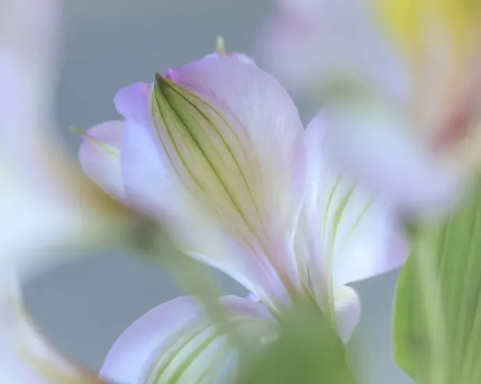 Framed Print : USA, Washington State, Seabeck. Detail of Peruvian lilies