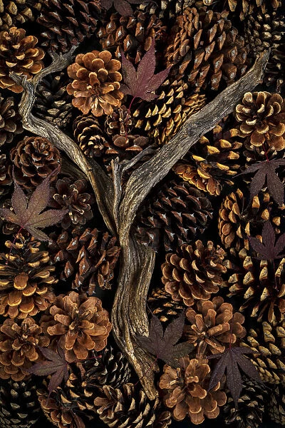 USA, Washington State, Seabeck. Pine cones and fall leaves