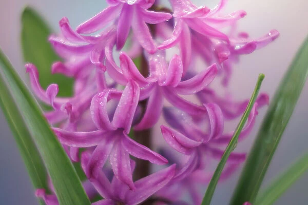 USA, Washington State, Seabeck. Pink hyacinth flowers
