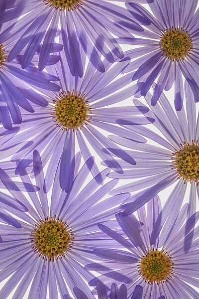 USA, Washington State, Seabeck. Purple aster flowers close-up