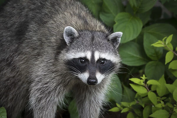 USA, Washington State, Seabeck. Raccoon close-up