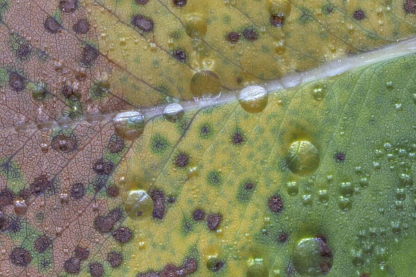 USA, Washington State, Seabeck. Rain drops on fallen salal leaf