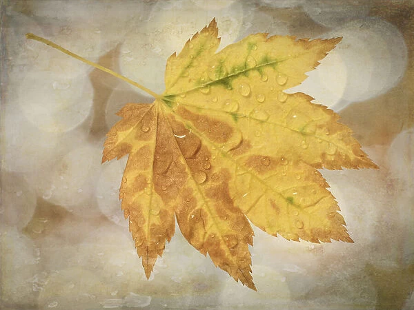 USA, Washington State, Seabeck. Rain drops on vine maple leaf