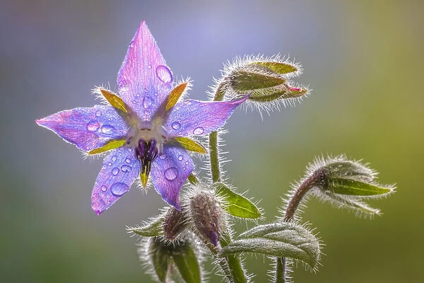 USA, Washington State, Seabeck. Raindrops on borage flower