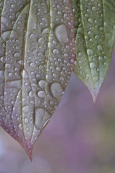 USA, Washington State, Seabeck. Raindrops on peony leaves