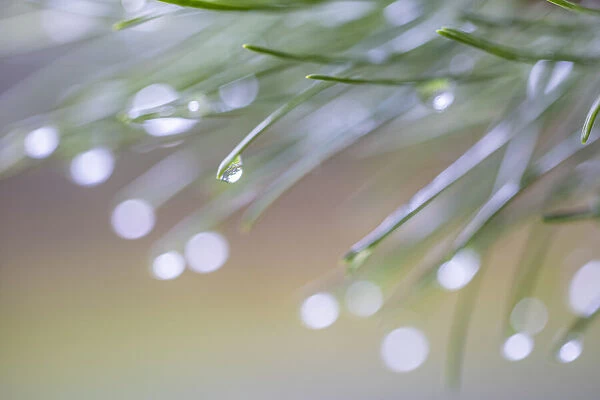 USA, Washington State, Seabeck. Raindrops on pine needles