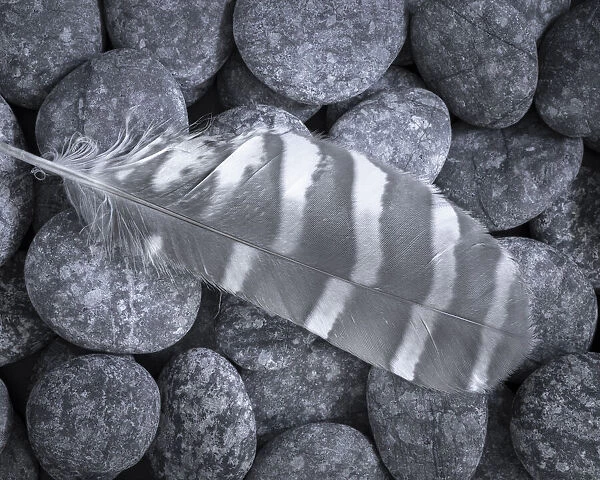 USA, Washington State, Seabeck. Raptor feather on rocks