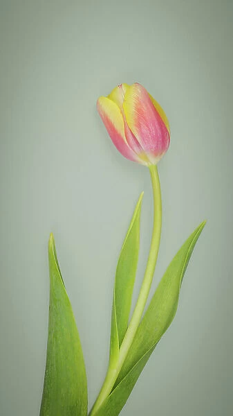 USA, Washington State, Seabeck. Red and yellow tulip in bloom