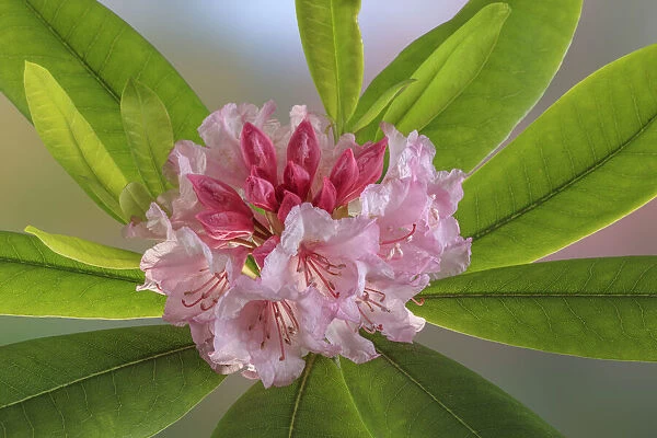 USA, Washington State, Seabeck. Rhododendron flower close-up