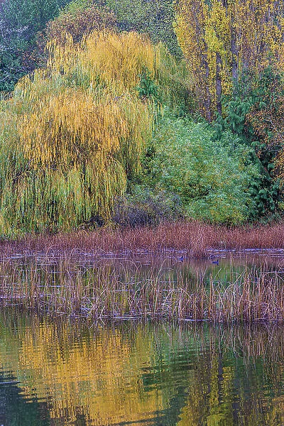 USA, Washington State, Seabeck. Saltwater marsh in autumn