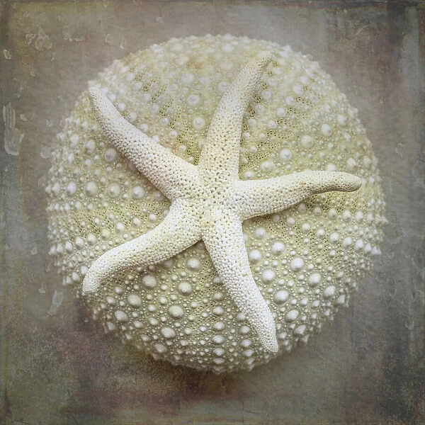 USA, Washington State, Seabeck. Sea star on sea urchin. Credit as