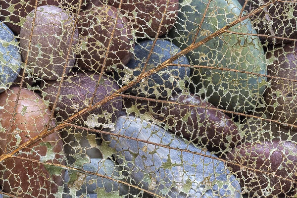 USA, Washington State, Seabeck. Skeletonized leaf on beach rocks