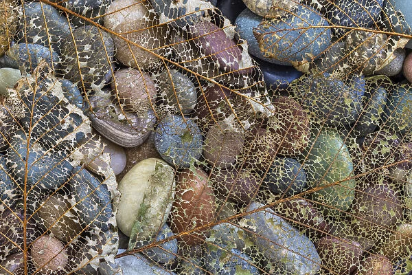 USA, Washington State, Seabeck. Skeletonized leaf on beach rocks