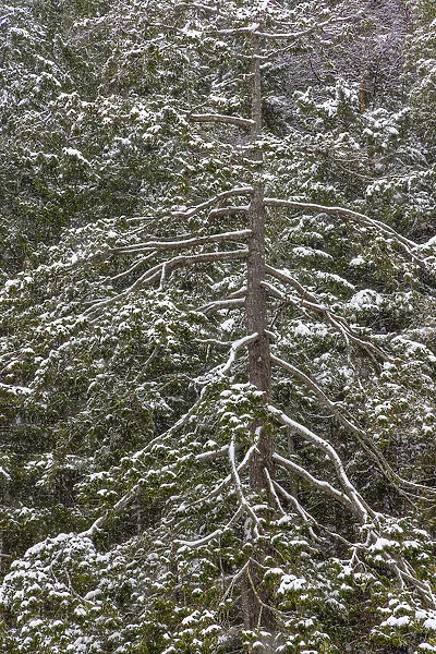 USA, Washington State, Seabeck. Snow-covered Douglas fir tree in winter