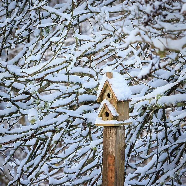 USA, Washington State, Seabeck. Snow-covered bird house and tree limbs