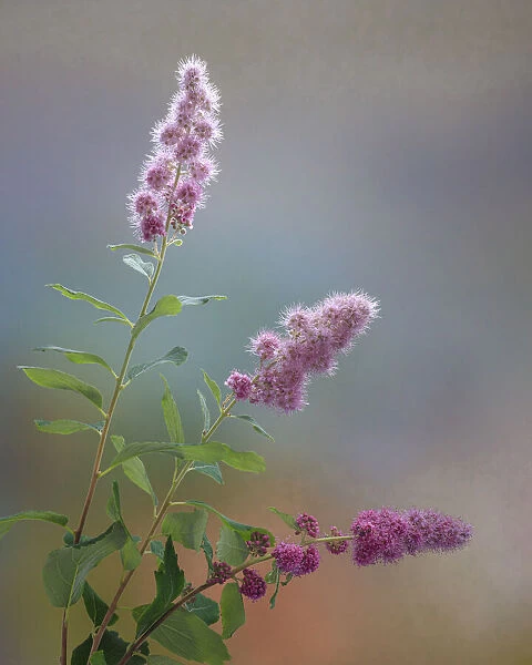 USA, Washington State, Seabeck. Spiraea shrub flowers