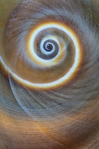 USA, Washington State, Seabeck. Spiral sea shell close-up