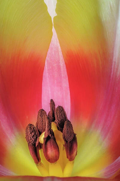USA, Washington State, Seabeck. Stamen in red and yellow tulip blossom