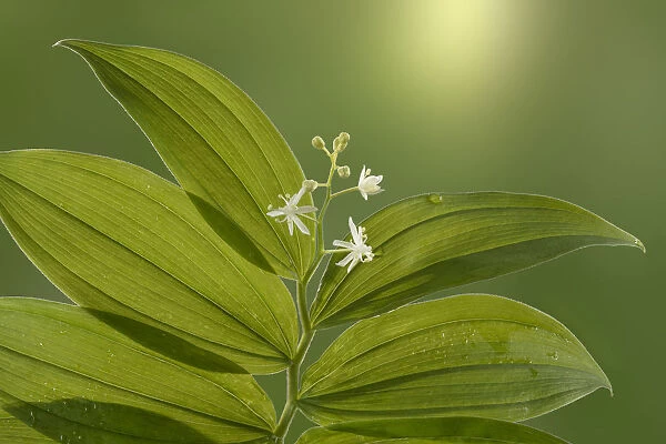 USA, Washington State, Seabeck. Starry Solomons seal leaves and flowers. Credit as