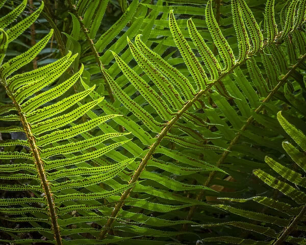 USA, Washington State, Seabeck. Sunlit sword ferns in Anderson Landing County Park